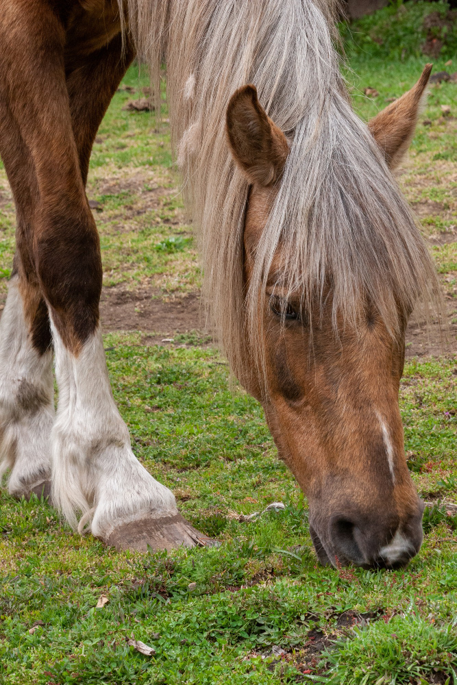 Caballo comiendo pasto