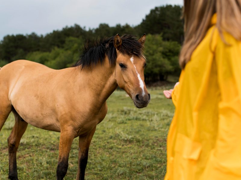 caballo acercándose a la mano de una persona