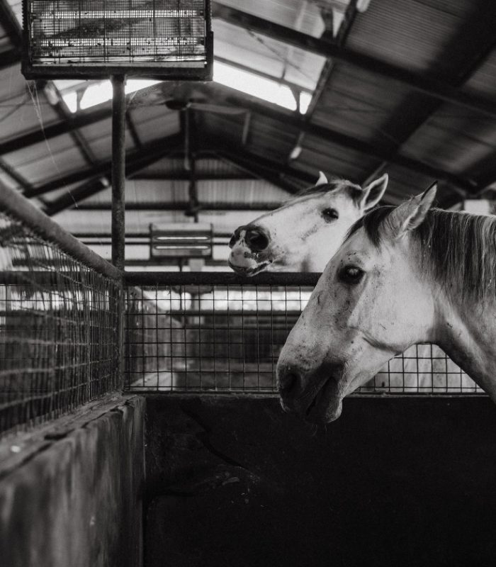 caballos en la cuadra